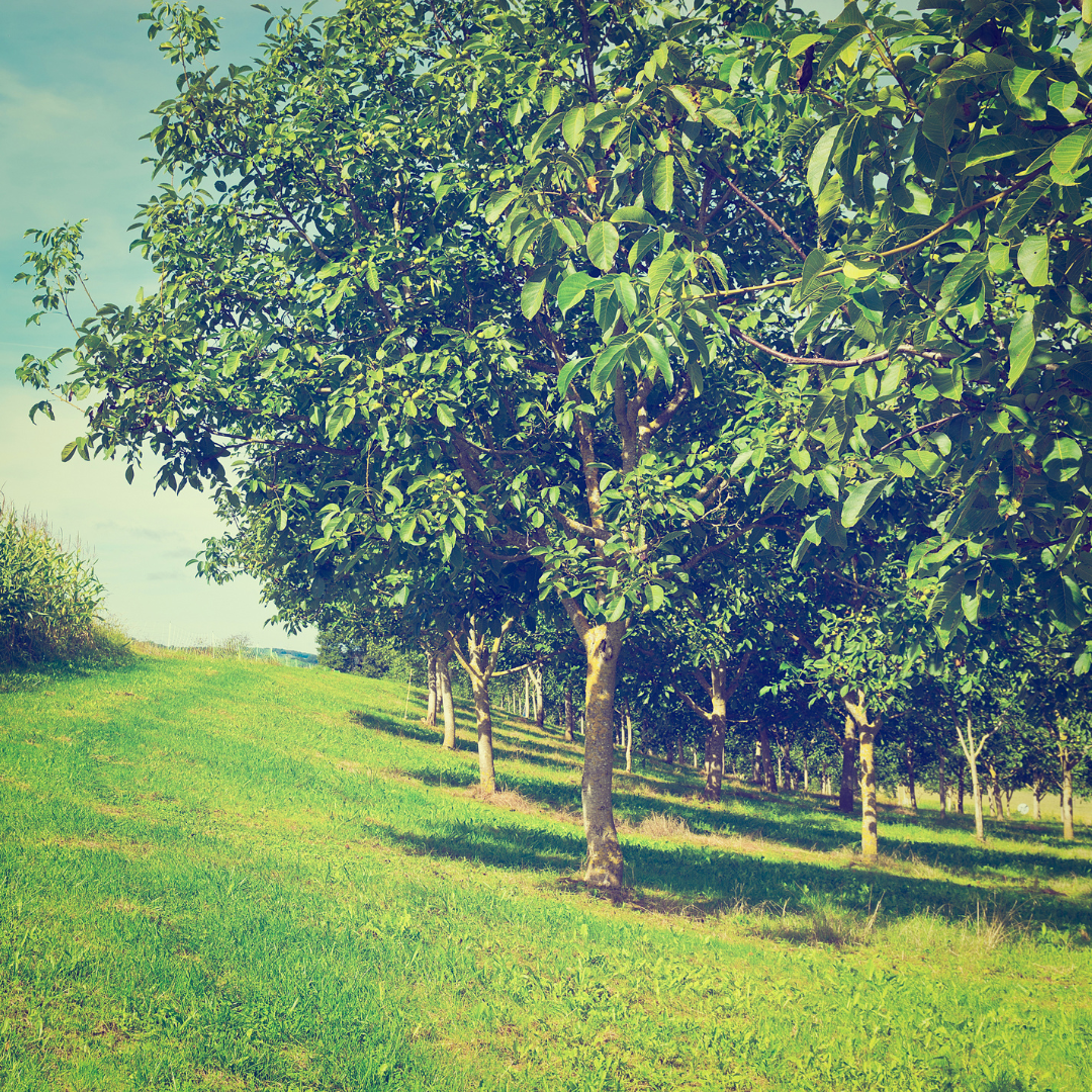 Picture of The Eco-Friendly Choice: Sustainably Sourced American Hardwoods ...